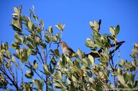 Kaapse suikervogel